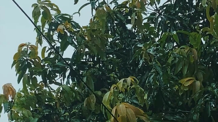 ভাইরাল ভিডিও পোস্ট ২০২৬