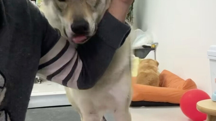 مشاركة تسجيل الشاشة المباشر