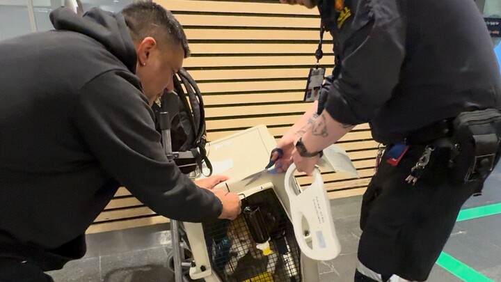 Ingresando a Noruega con mascotas