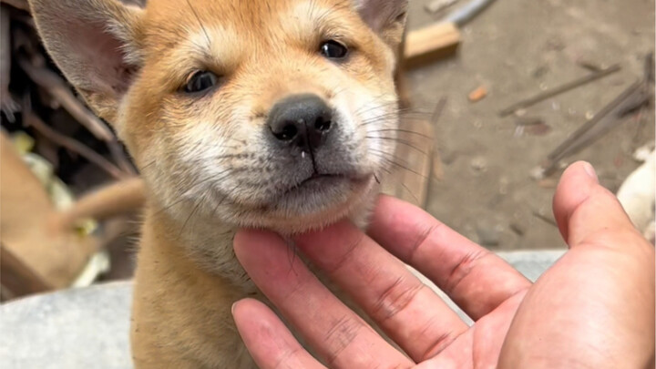 Bagaimana cara memilih anjing yang baik? Gunakan cara ini untuk memilih anjing yang baik