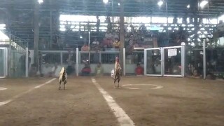 kaliskis buwaya grey vs bulik