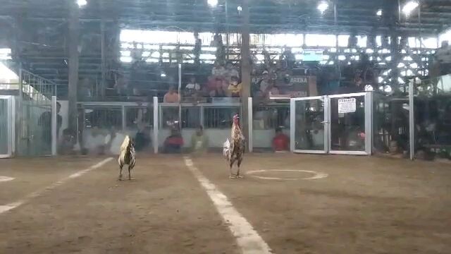 kaliskis buwaya grey vs bulik