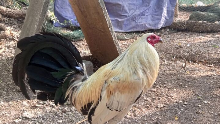 ready na pang breeding 😁🐓
