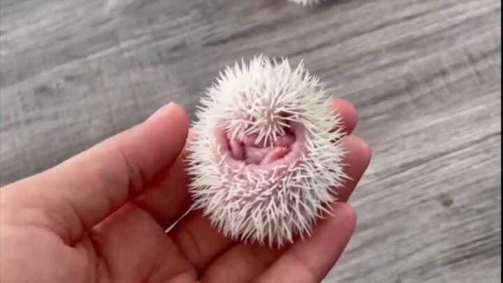 刺猬幼崽