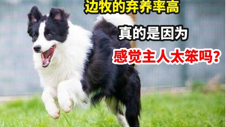 What kind of dog is so smart it even scares pet stores? Of course, it’s the Border Collie!