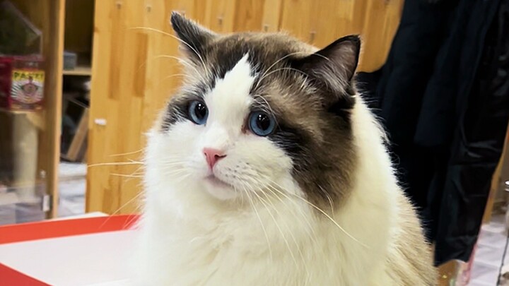 Cat: I work for a year, and this is what I eat?