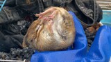 Chú Hamster ngủ đông hai tháng không ăn không uống liệu có tèo?