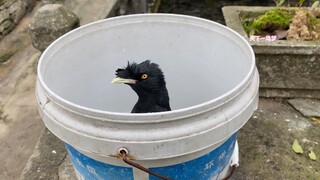 What sin did I commit to encounter this bird?
