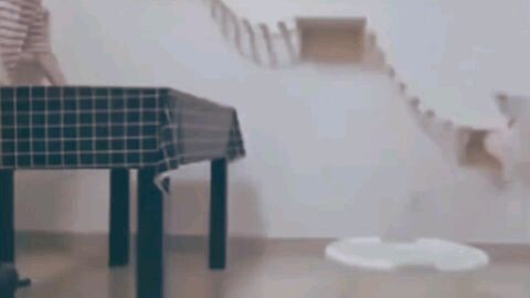 kucingnya ngecit apakah ini titisan Zeus 😂