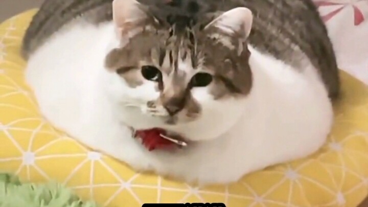 “Tolong jangan berburuk sangka begitu pada sekotak makanan kucing!”