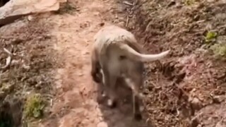 狗子疯玩整晚不回家，回来看见主人拿树枝在路口等着，就耍赖卖萌主动躺下受罚过关。