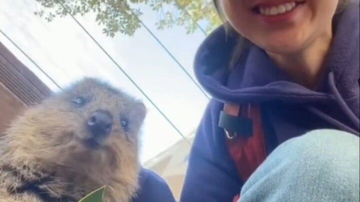 Tolong! Dia pasti besar karena makan kegemasan, ya? Dipulihkan oleh senyum manisnya!