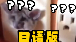 The number of strange rats has increased