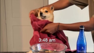 《小柴犬自律的一天》