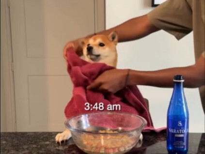 "Một ngày tự giác của chú cún Shiba Inu nhỏ"