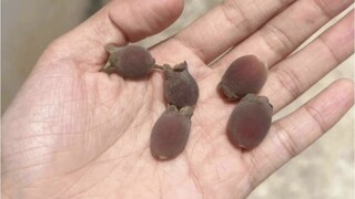 全世界都会喜欢超级可爱萌萌哒的小猫咪吗