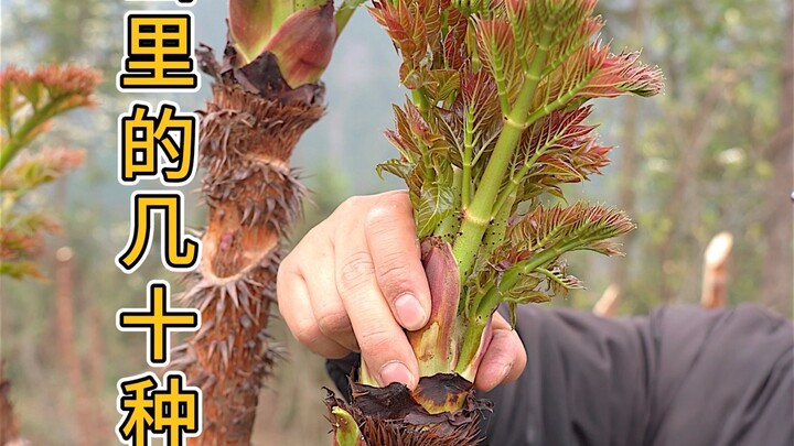 Different wild vegetables in each season—which one do you like?