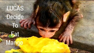 Amazing!!, Baby Monkey LUCAS Decide to Eat Mango Very Nice, Adorable Baby Lucas So Hungry Till Eat..