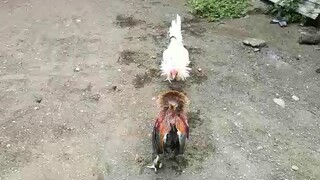 lemon sweater vs white kelso