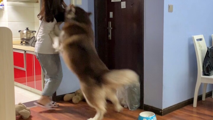 [Alaska] A mama’s boy dog’s daily life… I hope all your time is spent with him.