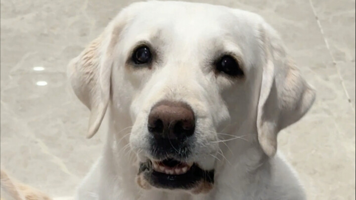 When I shaved my head, my dog…