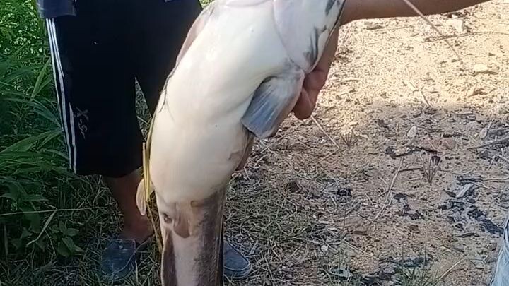 mancing poll