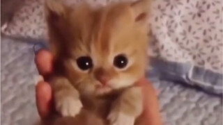 Kucing Susu Kecil: Mengapa kamu begitu marah padaku! (｡•́︿•̀｡)