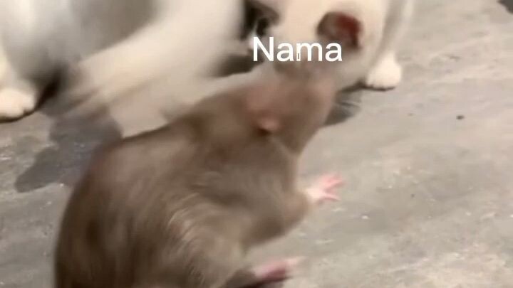 jangan kacau crush