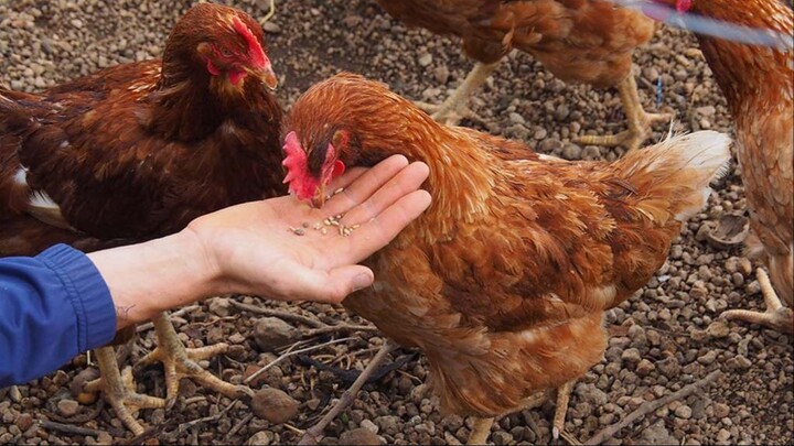 Chicken feed 03
