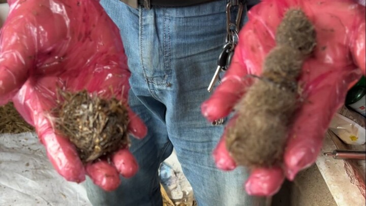 The calf developed a serious illness from excessive licking; after surgery performed by my dad, a sp