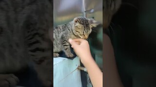 kucing hitam #viral #kucinglucu