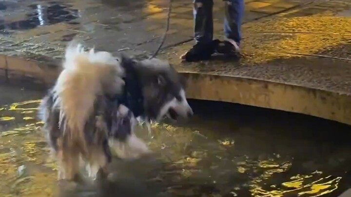 ไอ้หมาโง่ ฮ่าฮ่า!