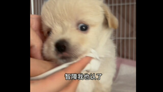 好消息：捡到狗了！坏消息：疑似是智障……在线征名，叫什么好呢