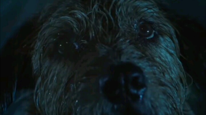 Arthur the king movie scene