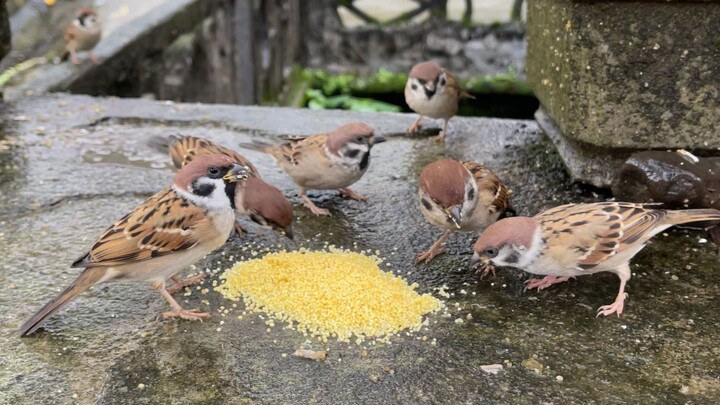 Adegan paling memalukan dalam keluarga burung pipit, dihajar habis-habisan oleh si Hitam Kecil