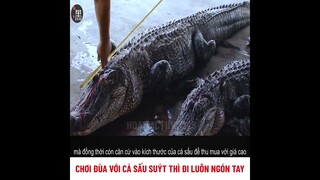 chơi đùa với cá sấu suýt nữa thì đi luôn ngón tay | review phim