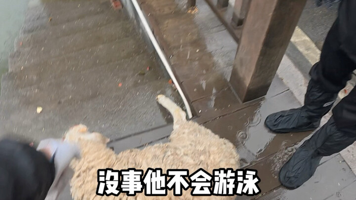 In Xiaoshan, Hangzhou, friends gather for a meal—live lamb turned into a whole roasted sheep.