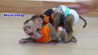 OMG!! Small Baby Monkey Maku Shout Cry Calling Mom To Help When Brother Maki Bite him
