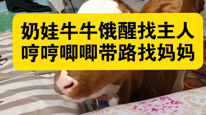 Anak sapi yang masih minum susu terbangun karena lapar dan mencari tuannya, sambil mengembik pelan i