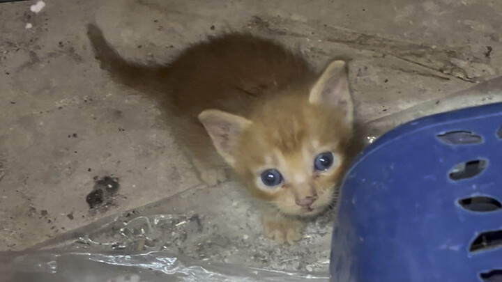 Kimi kecil dicintai oleh anjing penjara setiap hari, dan dia menjadi tikus Hakimi di "Attack of Haki