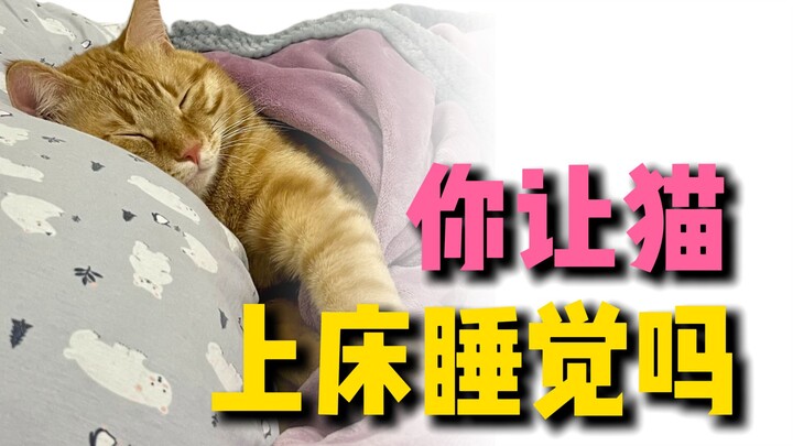 Mèo lên giường ngủ hóa ra lại có lý do cả đấy!