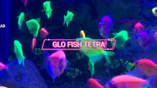 Glofish Tetra🔥