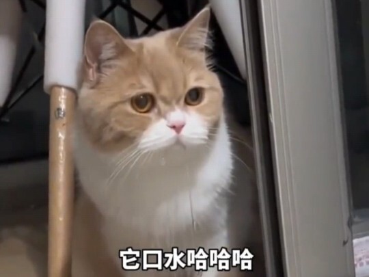 The owner bought a golden hamster to keep the kitten company, but unexpectedly, the kitten started d