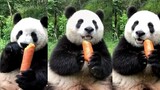 Wortel di tangan panda berapa harganya?