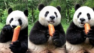 【panda】熊猫手里的胡萝卜多少钱一斤呢？