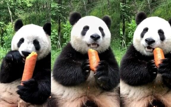 Wortel di tangan panda berapa harganya?