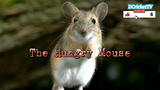 THE HUNGRY MOUSE