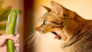 Funniest Animals - Try Not To Laugh Watching Funny Animals Vines Compilation