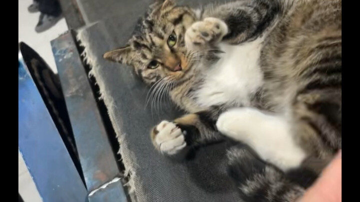 Đi làm thuê trả nợ đi.