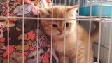 Broadcast Suara Anak Kucing, Mengobati Suasana Hati Muram